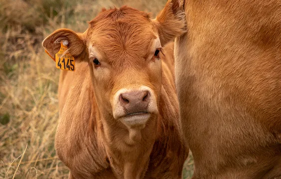 Élevage bovin à la Ferme de la Périnière