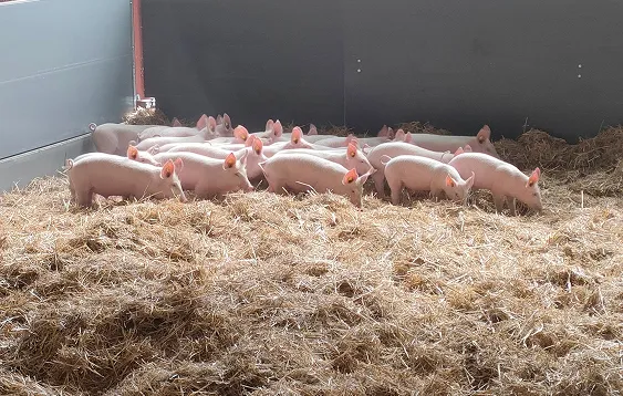 Élevage porcin à la Ferme de la Périnière